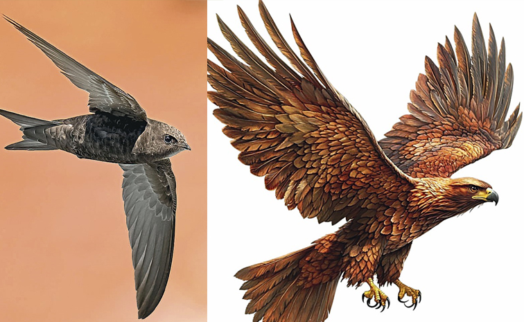 The_20fastest_20birds_20in_20the_20world-1.jpg