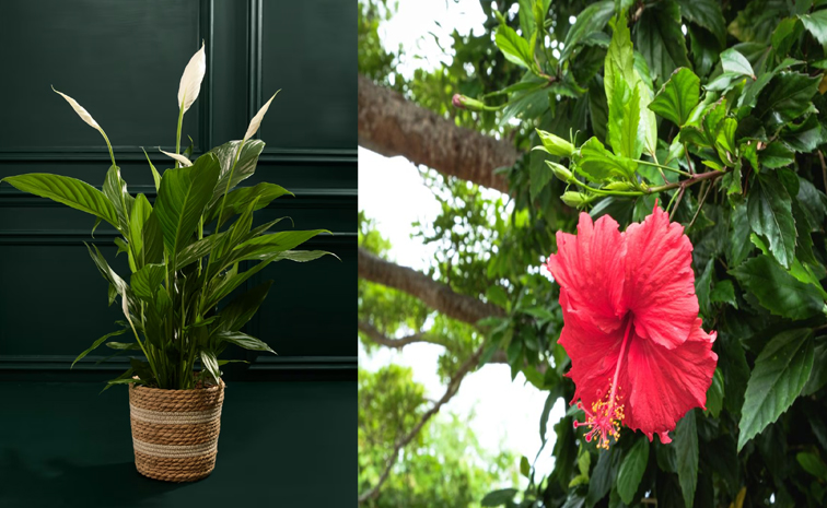 best_20indoreplants.jpg