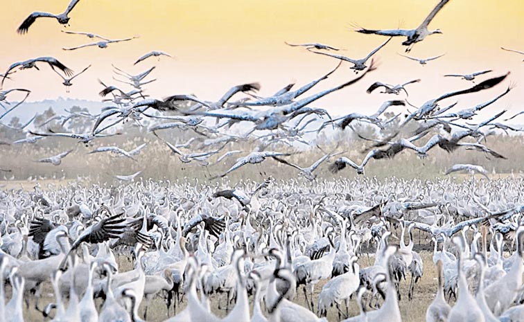 Birds.jpg