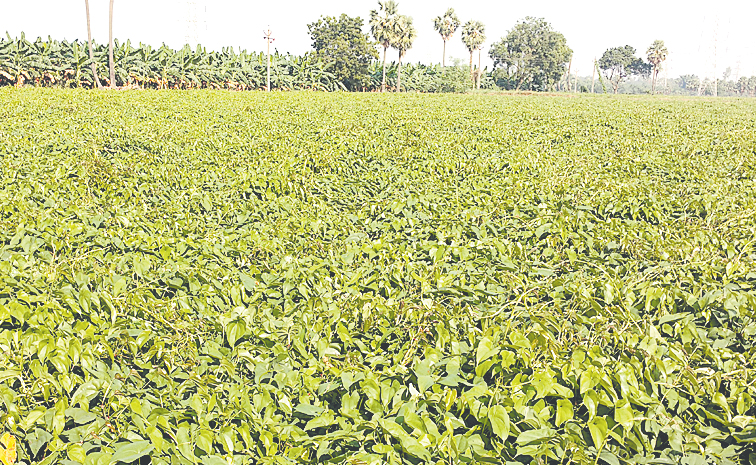 pendalam.jpg