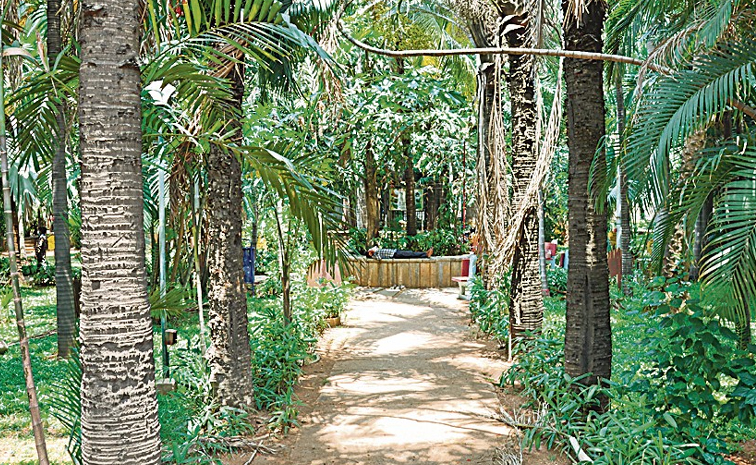 Palmtreegarden.jpg