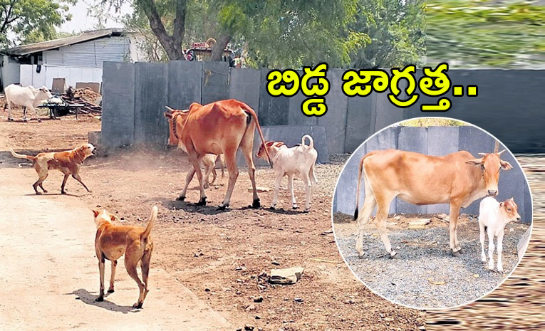 cows.jpg