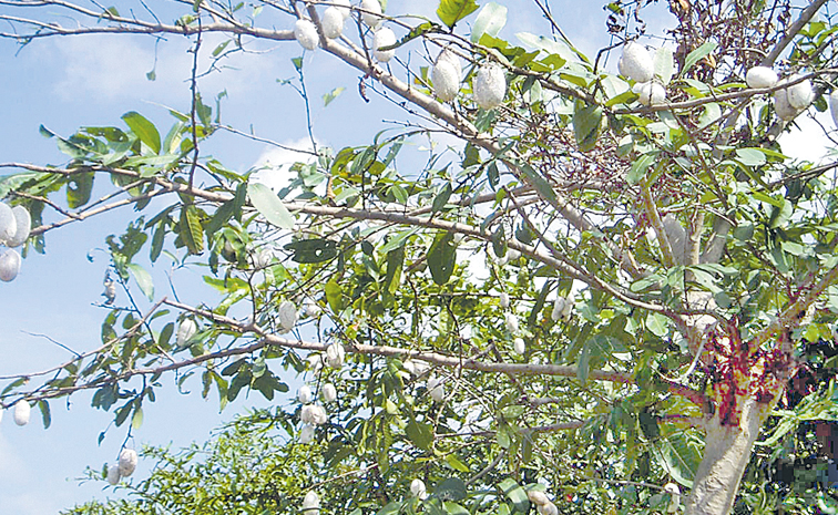 pattu.jpg