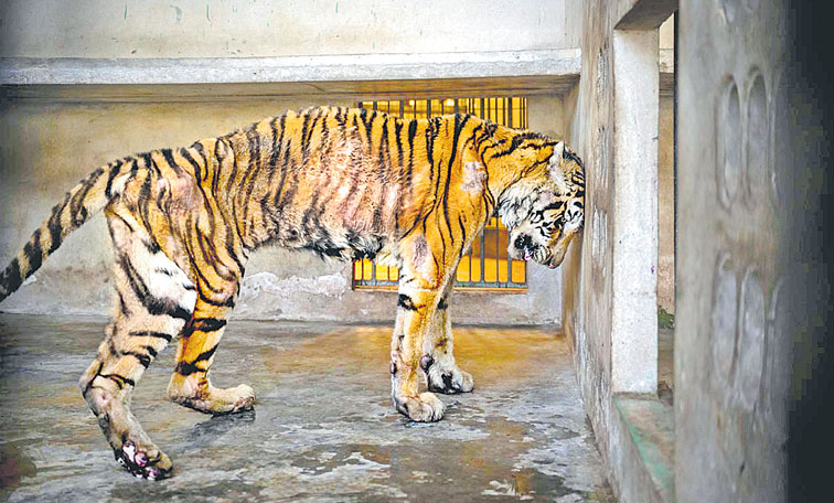Tiger.jpg