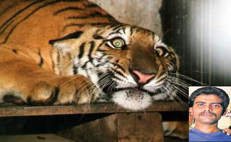 Tigger.jpg
