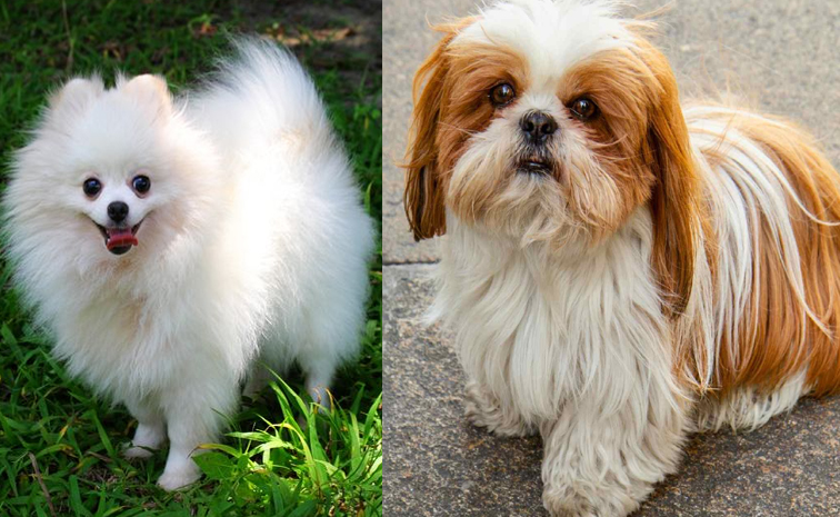 pet_20dogs.jpg