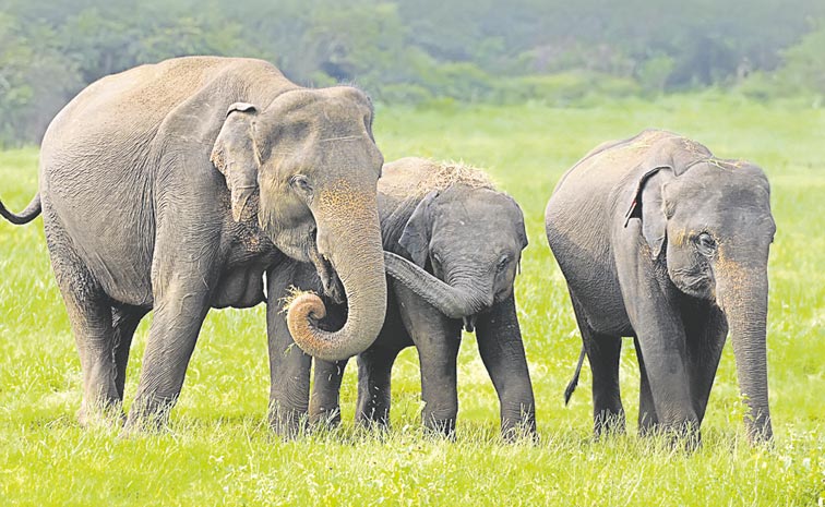 ELEPHANTS-.jpg