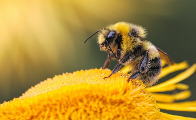 world-bee-day.jpg