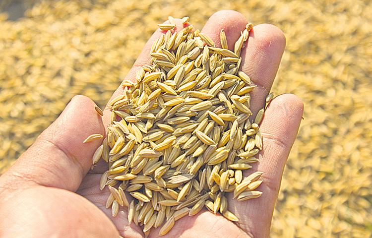 grain.jpg