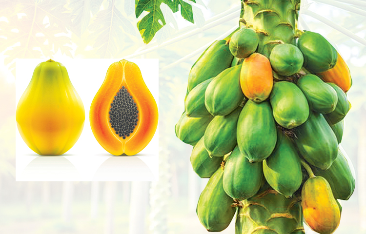 papaya.jpg