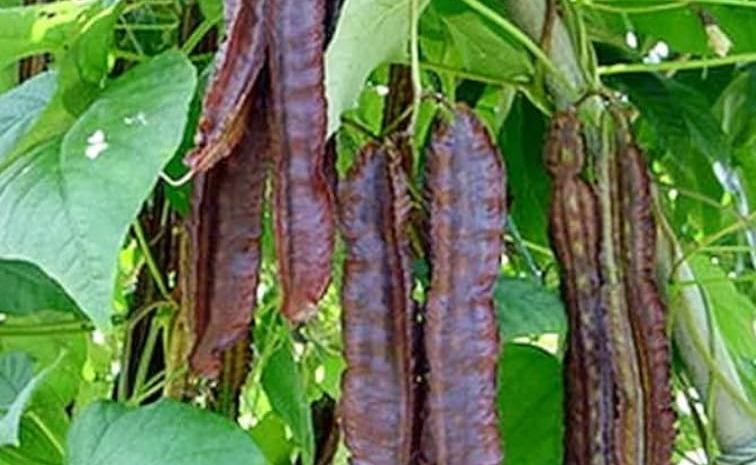 purplewingedbeans.jpg