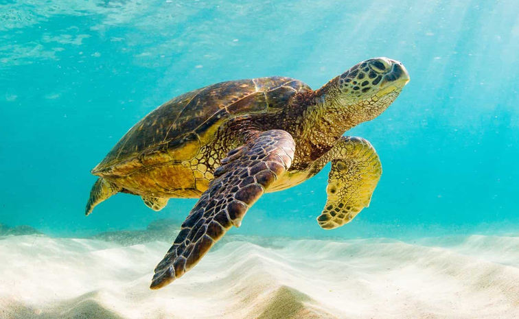 World-Turtle-day.jpg