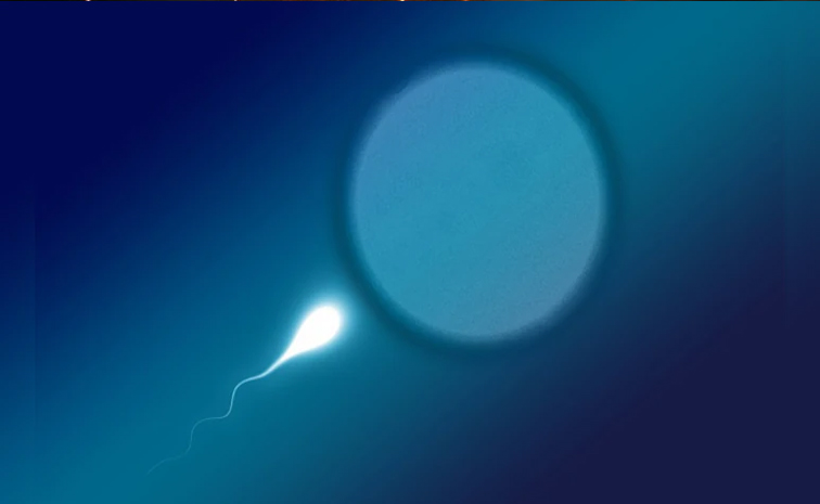 sperm.jpg