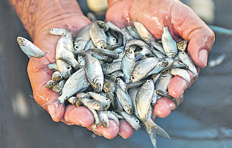 fish.jpg