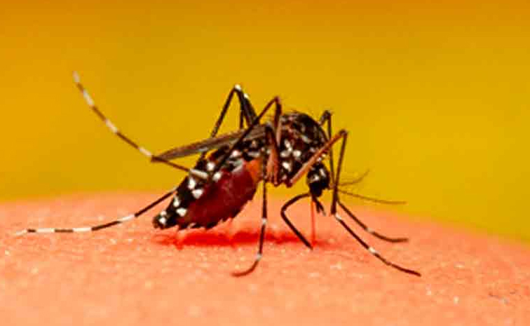 mosquitos-1.jpg