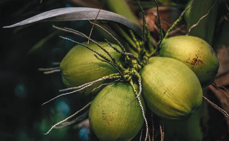 Coconut.jpg