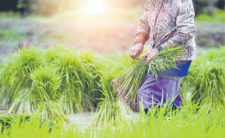 FARMER--1160656687.jpg