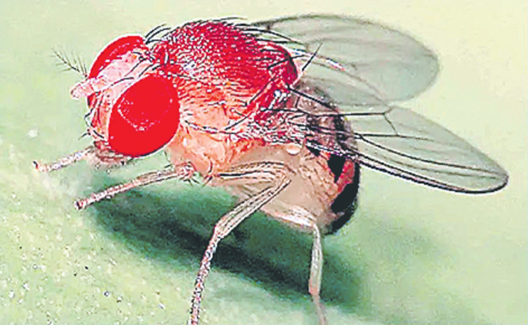 FRUIT-FLY.jpg
