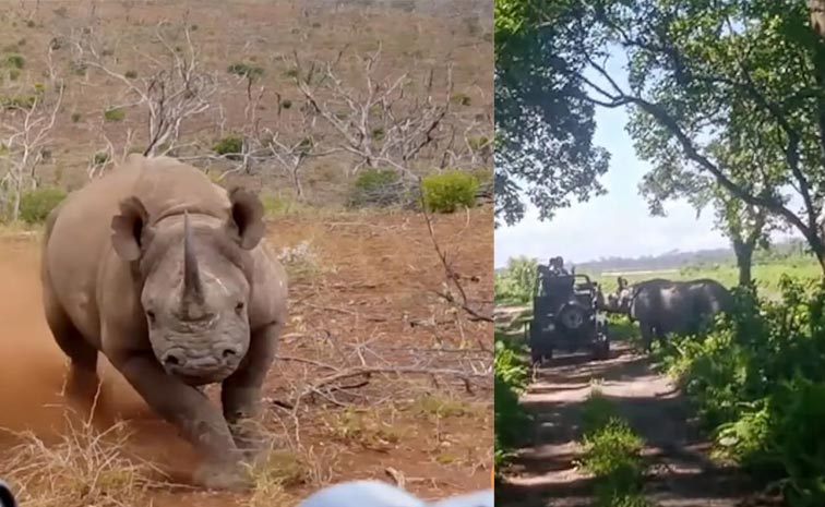 Rhino.jpg