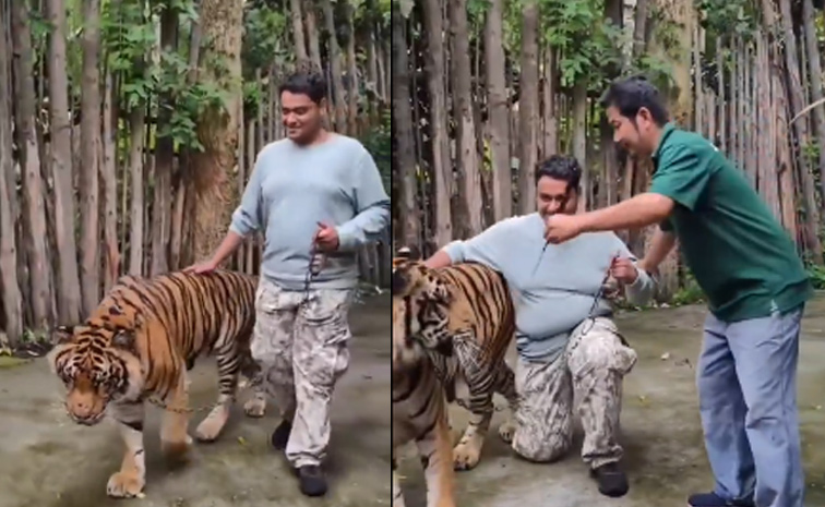 Tiger_New-Attack_Video.jpg