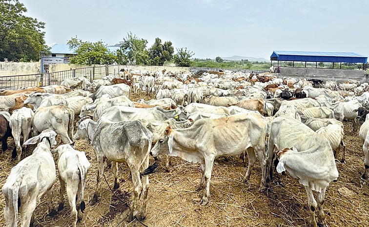 Cows.jpg