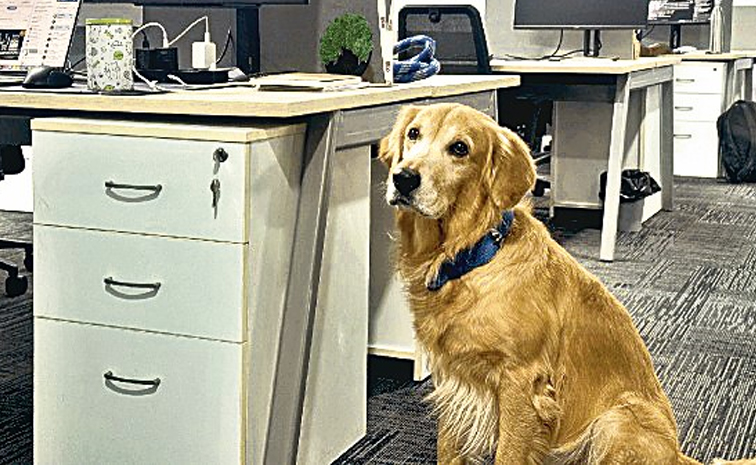dog.jpg