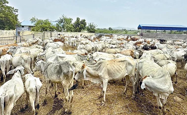 Cow-Deaths-Are-Increasing-I.jpg