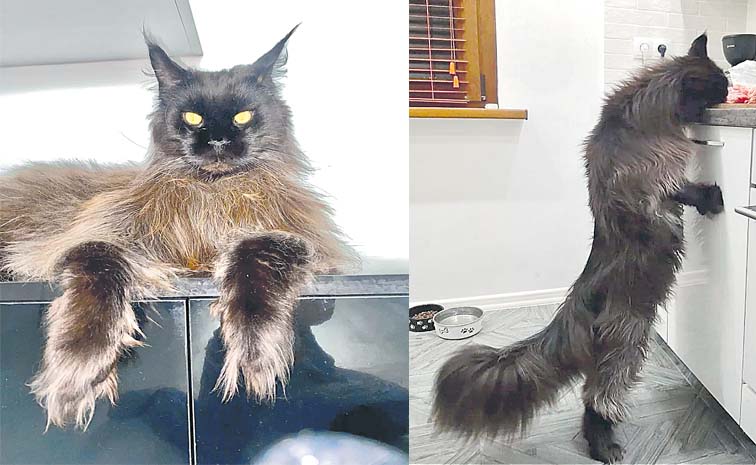 cat3.jpg