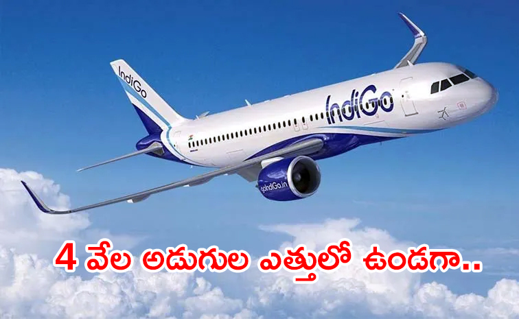 indigo.jpg