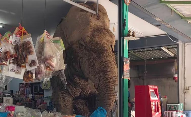 elephant.jpg