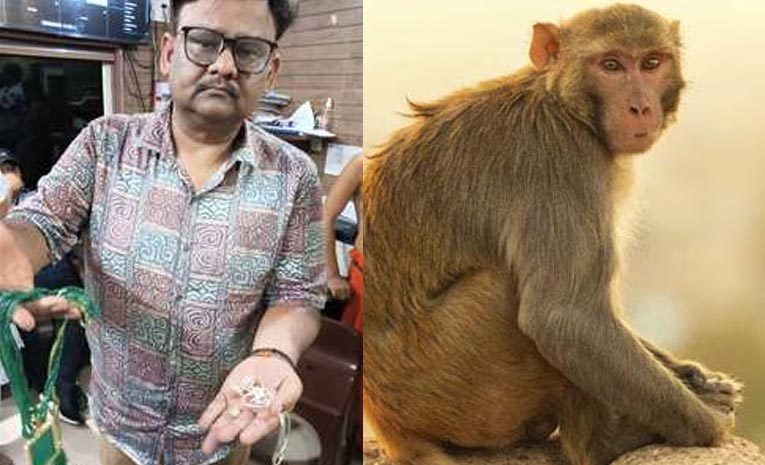 Monkey-Steals-Jewellery-Bag.jpg