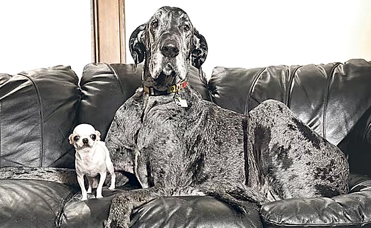 Short-and-Tall-Dogs.jpg