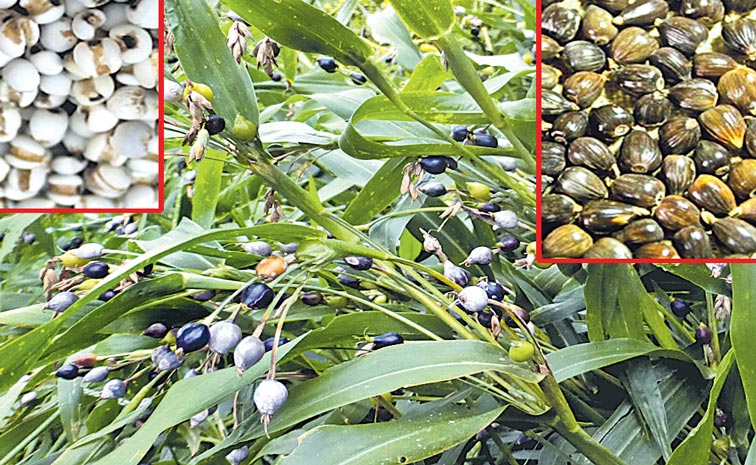 Job_26_23039_3Bs-tear-crop-plant.jpg