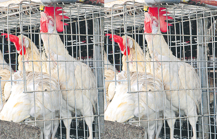 hens.jpg