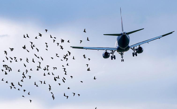 BIRD-PLANE.jpg
