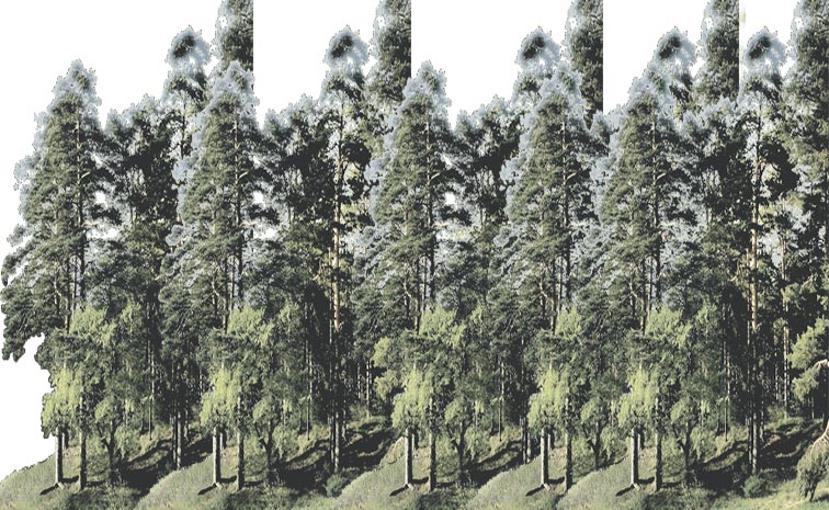 TREE_5D.jpg
