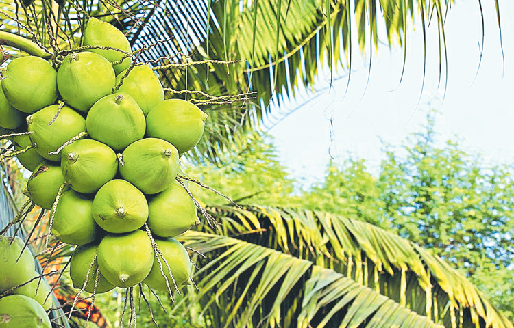 cocont.jpg