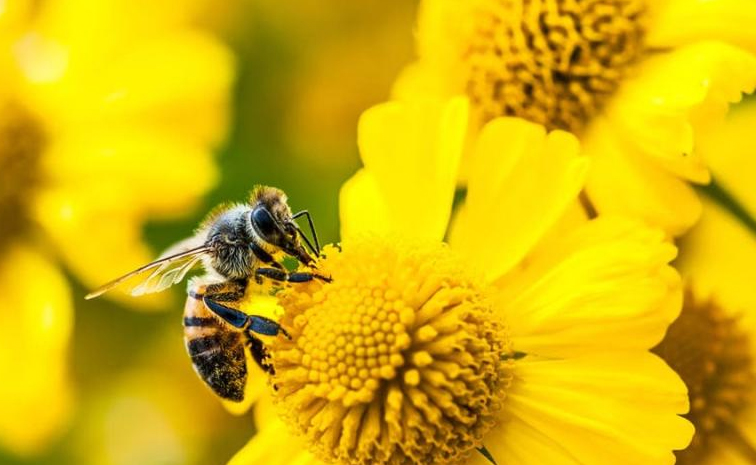 honeybee-heartattack.jpg