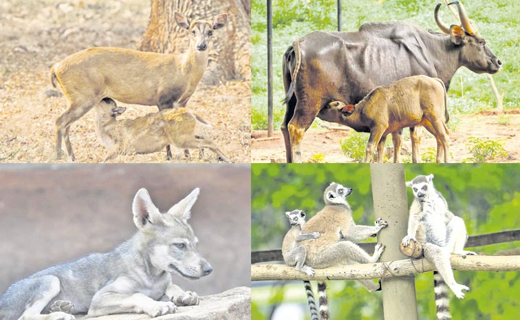 Endangered-species.jpg