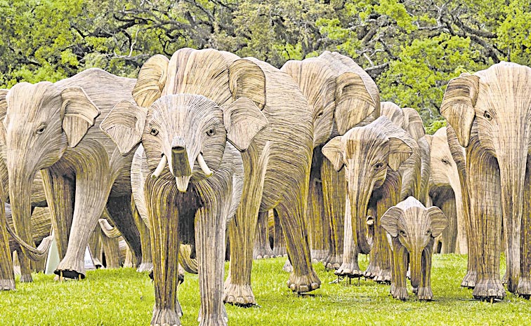 elephant.jpg
