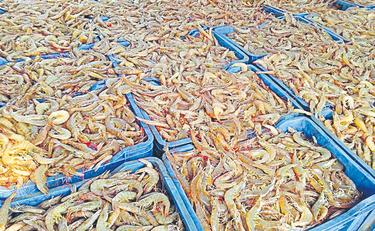prawns.jpg