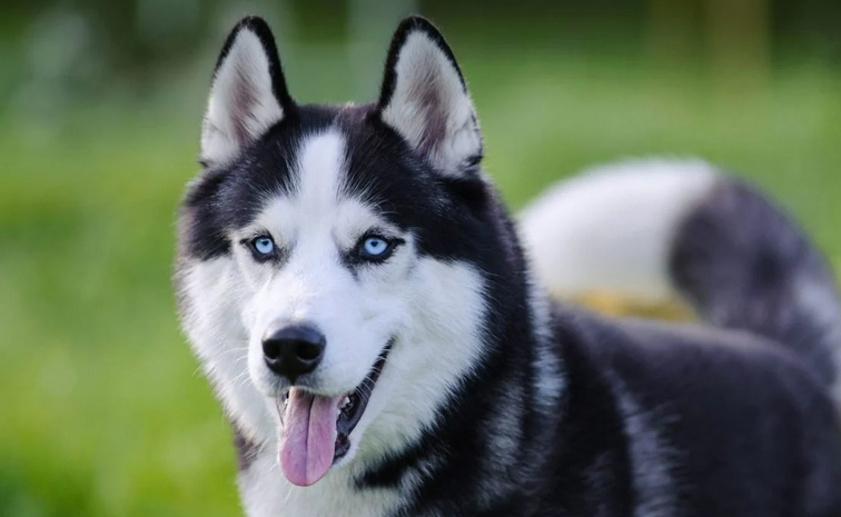 dog.jpg