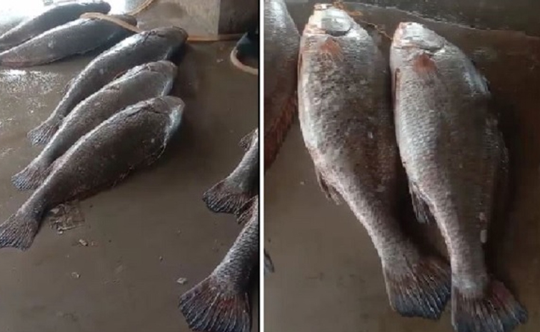 fish.jpg