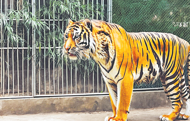 tiger.jpg