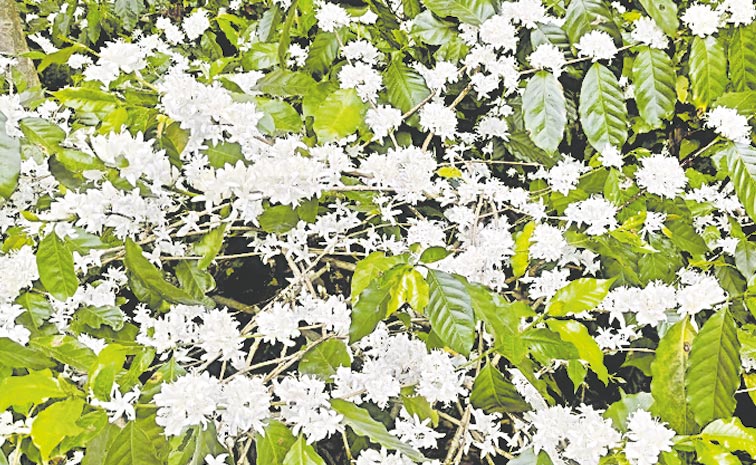 Coffee-crops.jpg