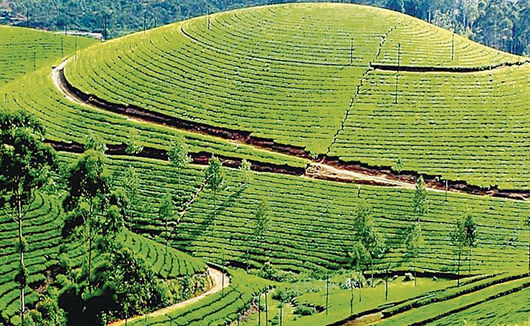 ooty-tea.jpg