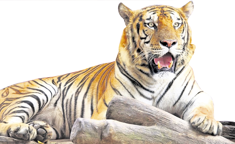 tiger-1.jpg
