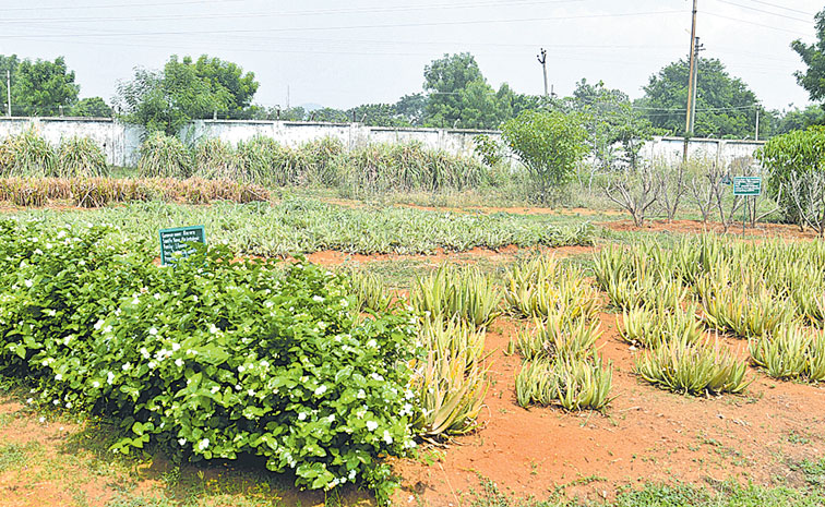 Aloe-vera.jpg