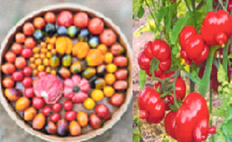 tomato.jpg