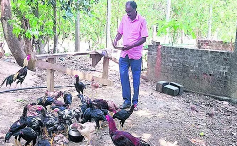 Peddorisi-chickenbreed.jpg